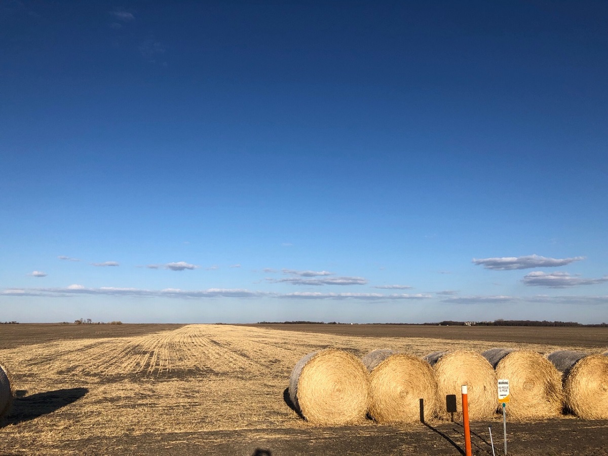 Round bales of straw